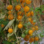 Klein, gross, rot, schwarz oder eben gelb wie in diesem Beispiel: Die Samengärtnerei Zollinger produziert Samen von speziellen Tomatensorten.