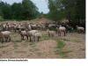 lettland-schafe