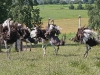 strausse10