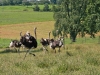 strausse8