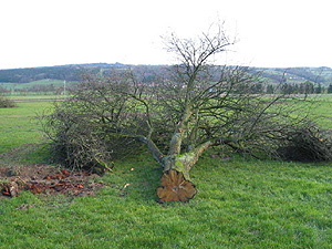 Gefällter Hochstammbaum in Ermensee LU