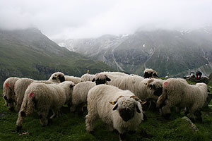 Schwarznasenschafe auf der Alp Lalle