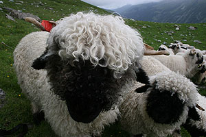 Schwarznasenschafe auf der Alp Lalle