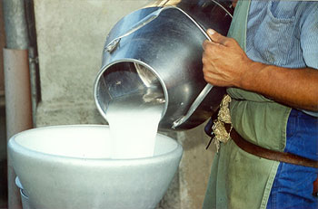 Codex Alimentarius: Milchproduktion