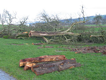 Holz ist CO2-neutral, so lange nicht mehr entnommen wird als nachwächst!