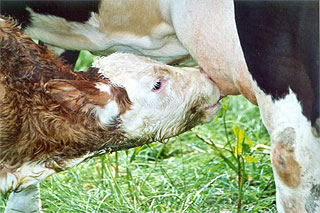Saugendes Kalb
