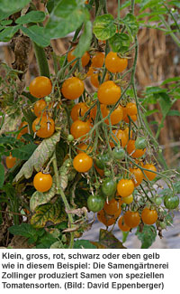 Klein, gross, rot, schwarz oder eben gelb wie in diesem Beispiel: Die Samengärtnerei Zollinger produziert Samen von speziellen Tomatensorten.