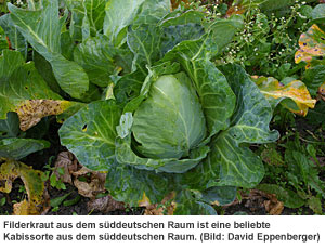 Filderkraut aus dem süddeutschen Raum ist eine beliebte Kabissorte aus dem süddeutschen Raum.