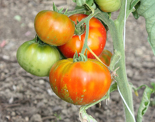 Farbige Hämiker Tomaten