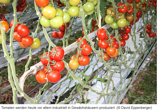 Industrielle Tomatenproduktion in Westland