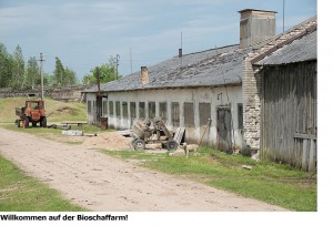 lettland_schafe_haus