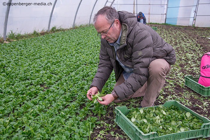 Stephan Müller bei der Ernte von Bio-Nüsslisalat.