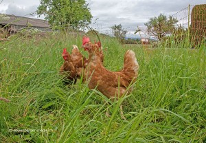 Die Hühner von Kuno Werro können sich täglich auf frischen Weiden bewegen. 