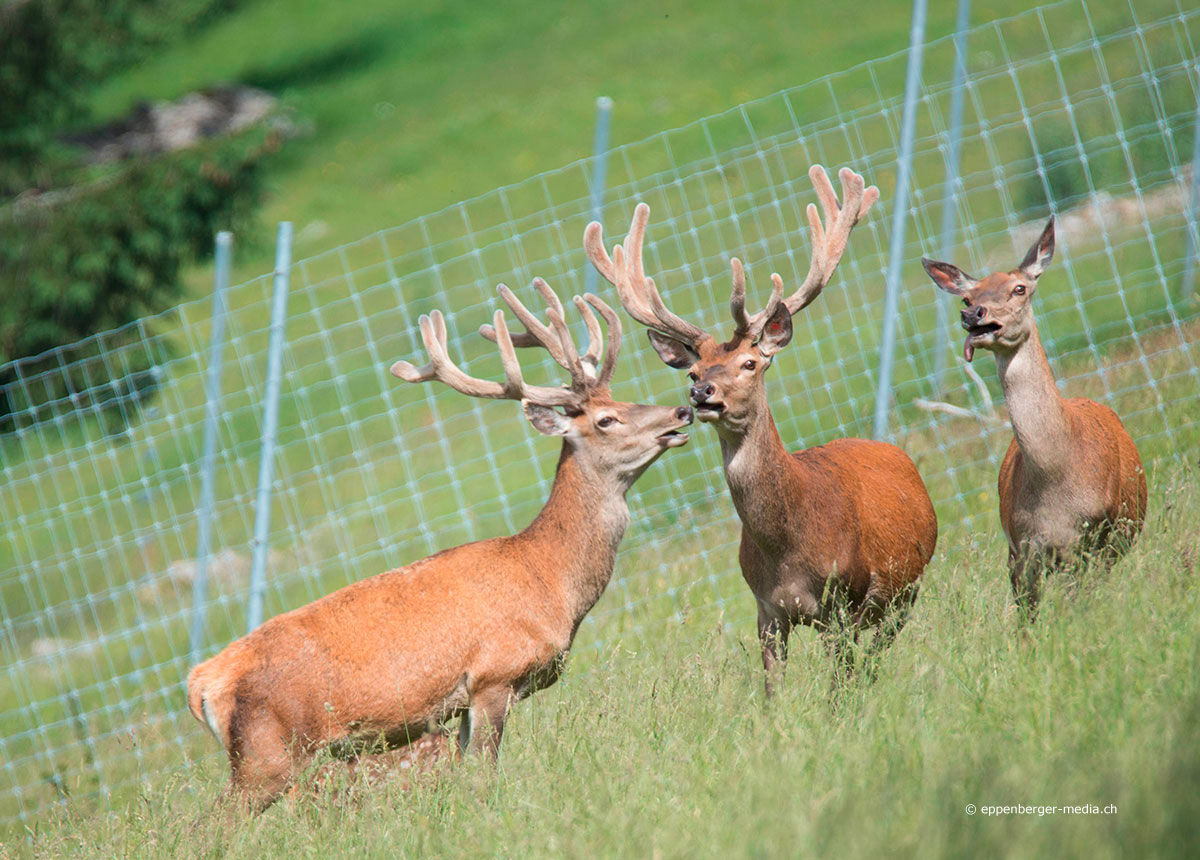 Die Herde mit den zwei Hirschstieren lebt selbständig auf der grossen Jura-Weide.