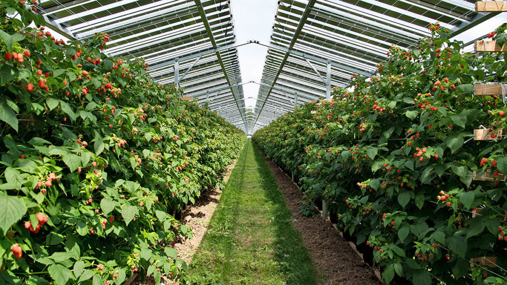 Diese Himbeeren auf einem Betrieb in Holland wachsen unter Solarmodulen. 