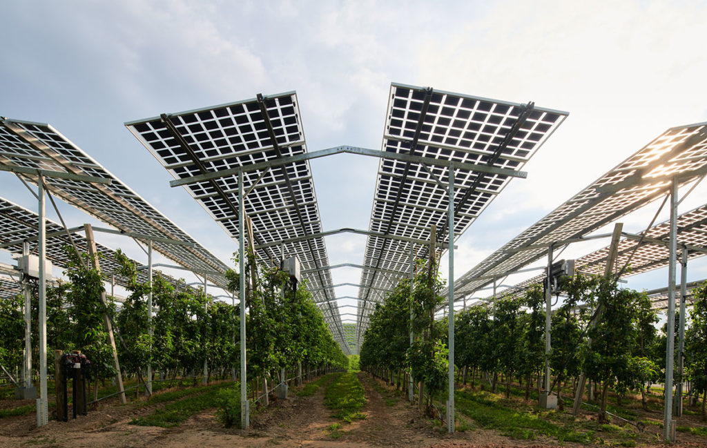 Agri-PV-Anlage in einer Apfelplantage in Deutschland. (Bildautor: Fraunhofer ISE)