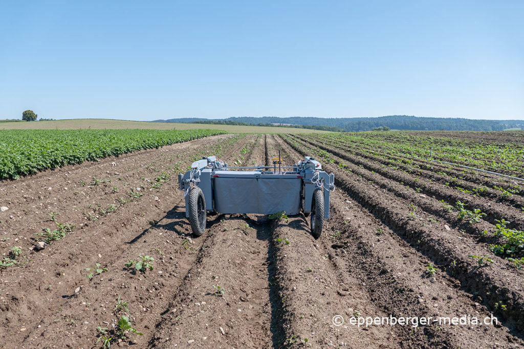 Der Jätroboter von Caterra soll künftig zwei Hektaren Karotten pro Tag von Unkraut befreien.