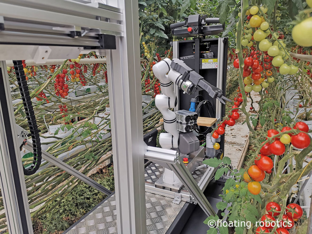 Der Ernteroboter erkennt, greift und schneidet die Tomatenrispen ab und legt sie in die Kiste ab.