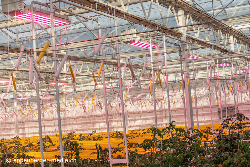 Die Tomaten wachsen im Winter mit Hilfe von künstlichem Licht.