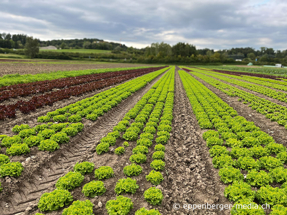 Feld mit Biosalaten in Demeter Qualität in der Schweiz