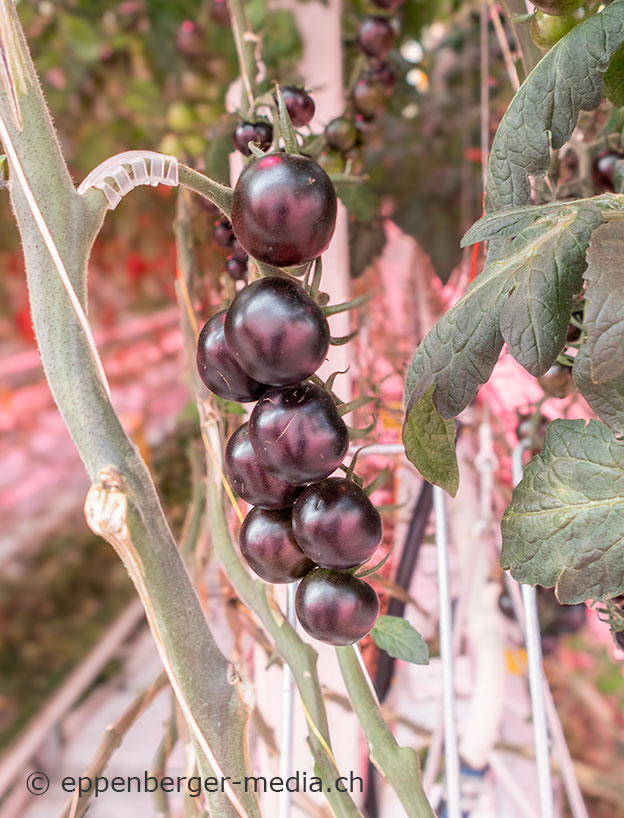 Yoom-Tomaten der Firma Syngenta dürfen nur von ausgewählten Gewächshausbetrieben angebaut werden.