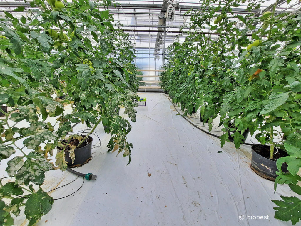 Die Raubmilbe jagt in Tomatenkulturen Rostmilben und verspeist zusätzlich Mehltausporen.