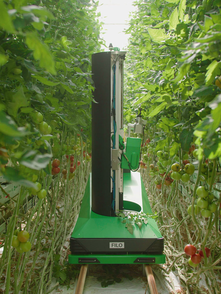 Der Roboter entlaubt die Tomaten.