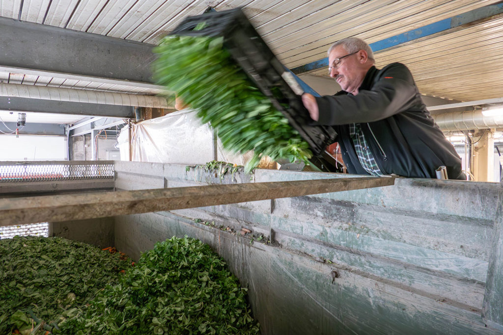 Peter Kistler entsorgt Nüsslisalat in der Mulde.