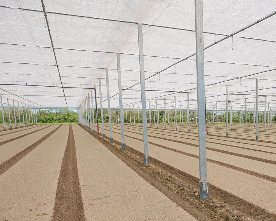 Industrielle Nüsslisalat-Produktion in Frankreich.