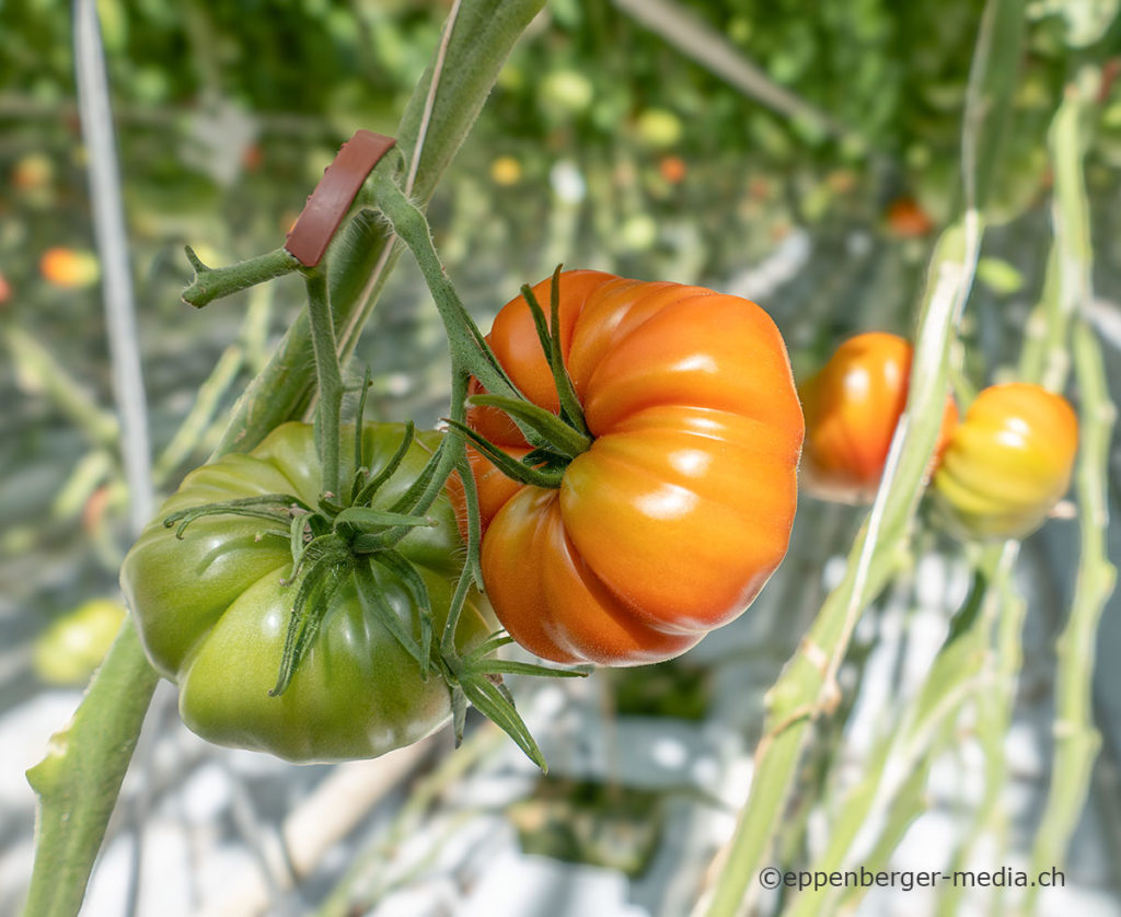 Fleisch-Tomate Vierländer Platte
