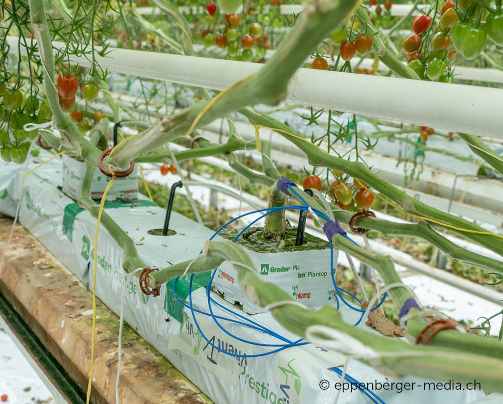 Verkabelte Tomaten im Gewächshaus.